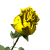 une rose qui s'ouvre